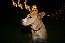 IMG_1178